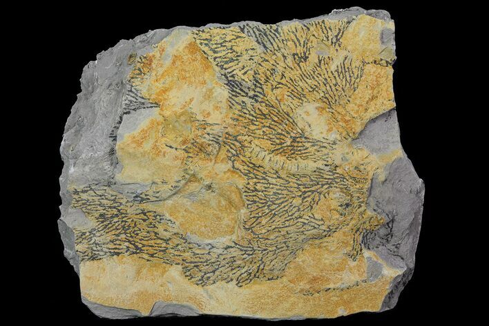 Graptolite (Desmograptus) Plate - Rochester Shale, NY #68887